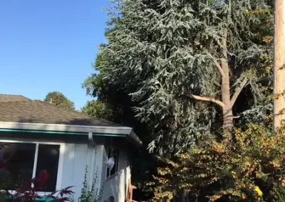 Local Tree Service (2)