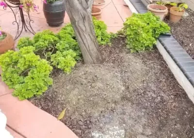 Local Tree Service (3)
