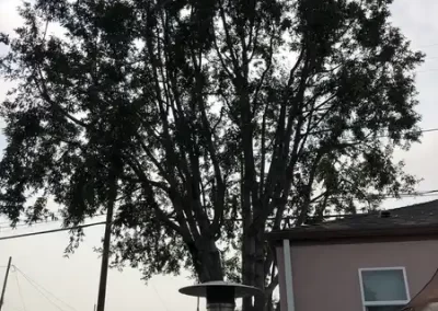Local Tree Service