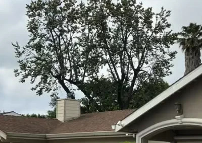 Tree Company (2)