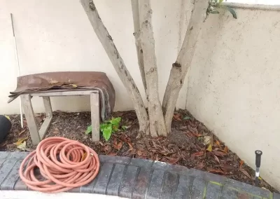Tree Company