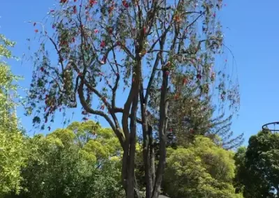 Tree Expert (2)