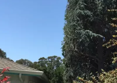 Tree Expert (3)