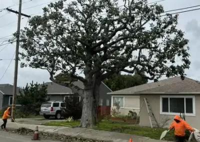 Tree Expert (4)