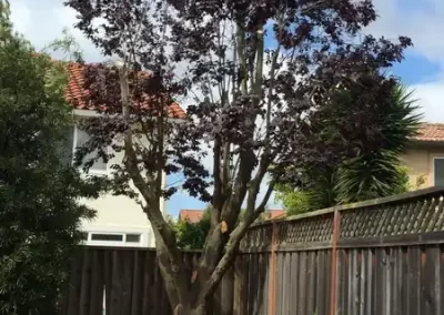 Tree Expert