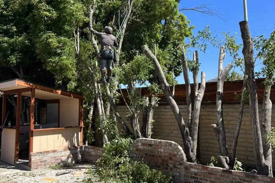 Reliable Tree Expert in Hayward, CA Reliable Tree Expert in Hayward, CA
