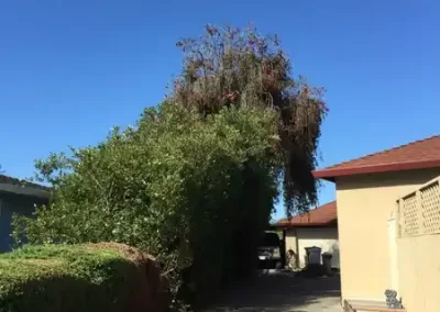 Tree Maintenance (2)