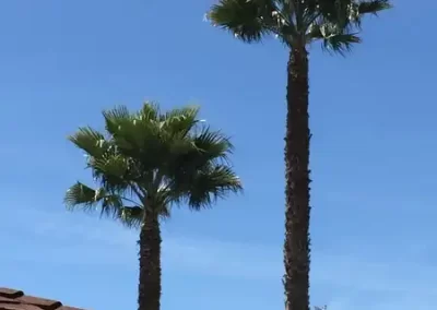 Tree Maintenance (3)