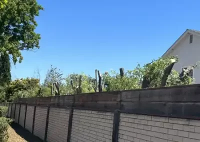 Tree Maintenance