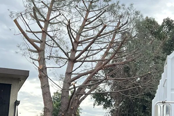 Tree Pruning Tree Pruning