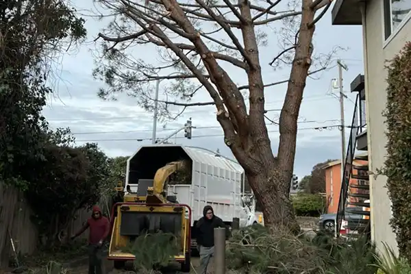 Tree Removal Services Tree Removal Services