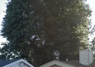 Tree Specialist (2)