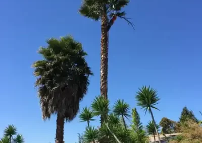 Tree Specialist (3)
