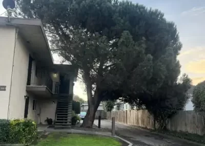 Tree Specialist (4)