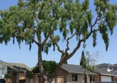 Tree Specialist