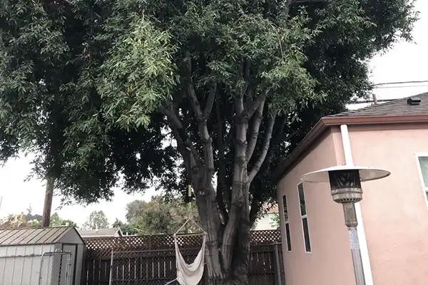 Tree Trimming Tree Trimming