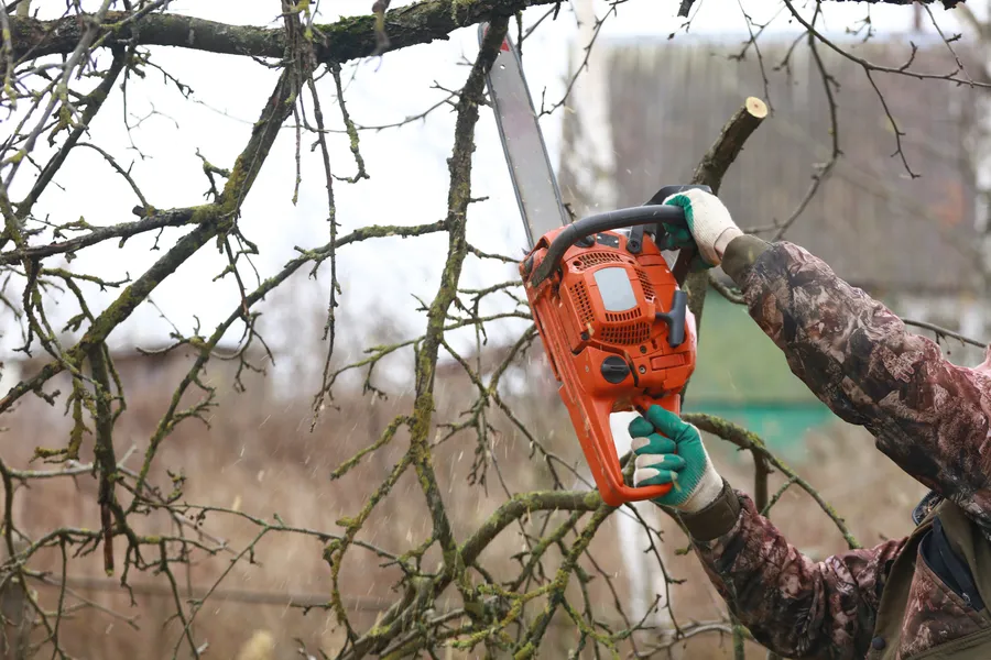 Affordable Tree Trimming Hayward CA Affordable Tree Trimming Hayward CA