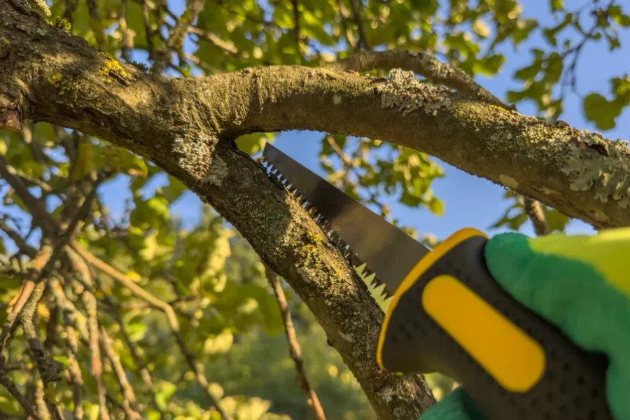 Experienced Tree Trimming Hayward CA Experienced Tree Trimming Hayward CA
