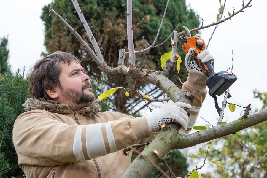 Expert Tree Pruning Hayward CA Expert Tree Pruning Hayward CA