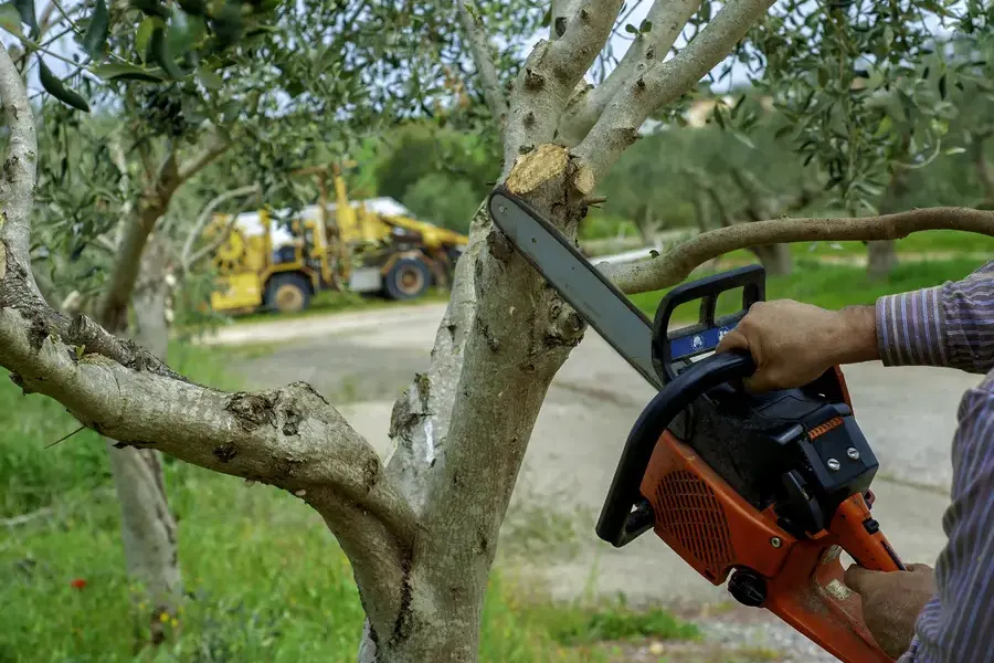 How Often Should You Trim Your Trees For Optimal Health Hayward CA How Often Should You Trim Your Trees For Optimal Health Hayward CA