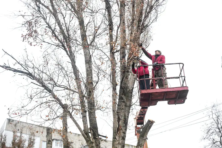 How Often Should You Trim Your Trees For Optimal Health in Hayward CA How Often Should You Trim Your Trees For Optimal Health in Hayward CA