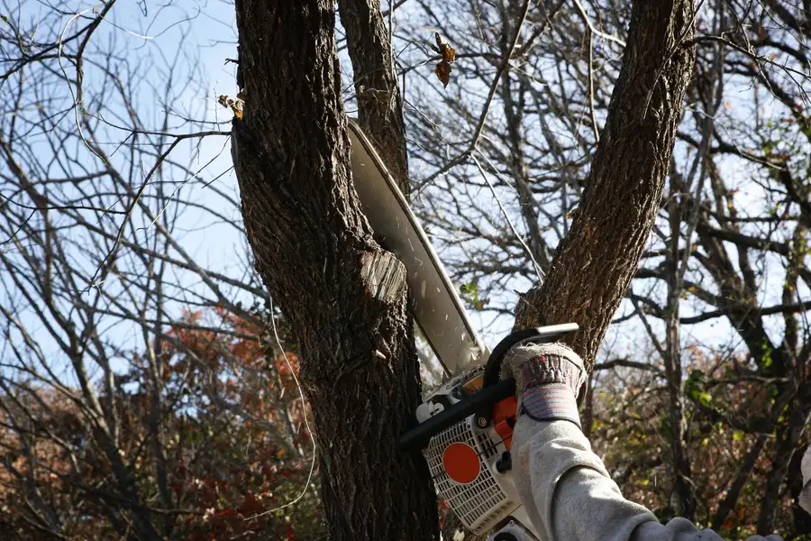 How Tree Removal Services Help Prevent Property Damage Hayward CA How Tree Removal Services Help Prevent Property Damage Hayward CA