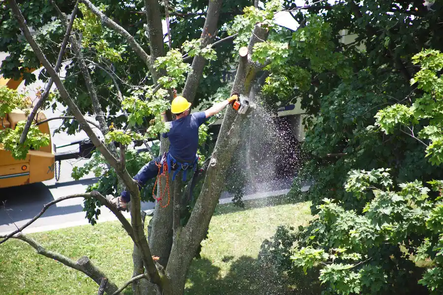 How Tree Removal Services Help Prevent Property Damage in Hayward CA How Tree Removal Services Help Prevent Property Damage in Hayward CA