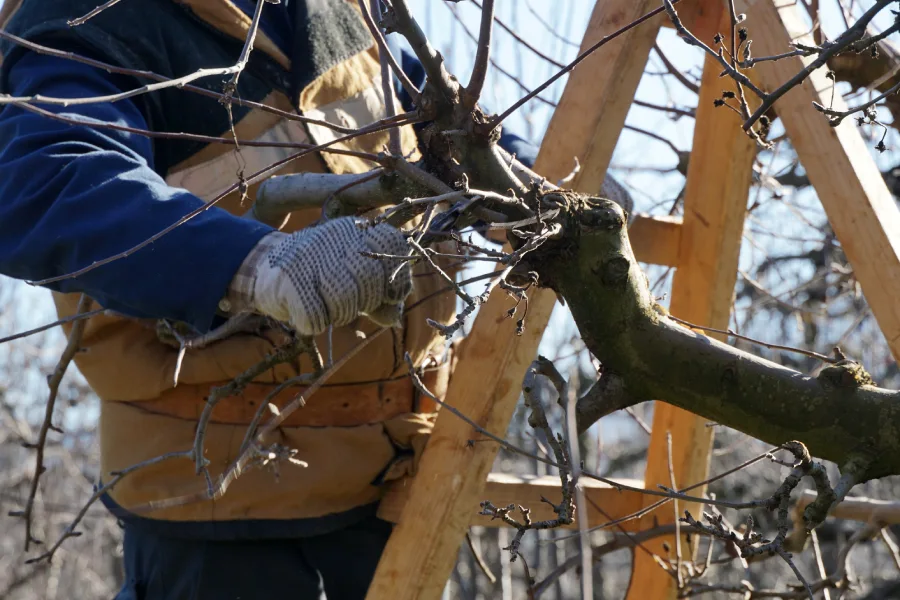 Local Tree Pruning Hayward CA Local Tree Pruning Hayward CA