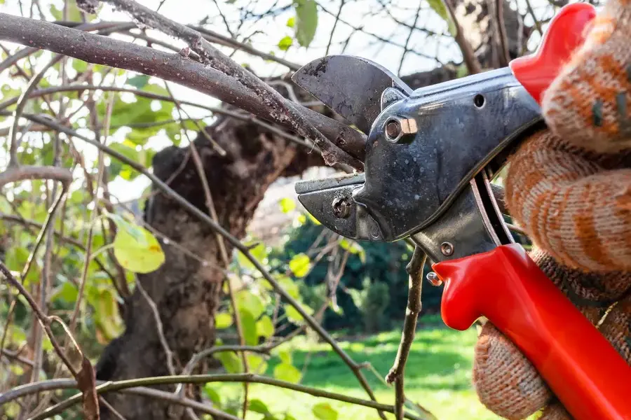 Professional Tree Pruning Hayward CA Professional Tree Pruning Hayward CA