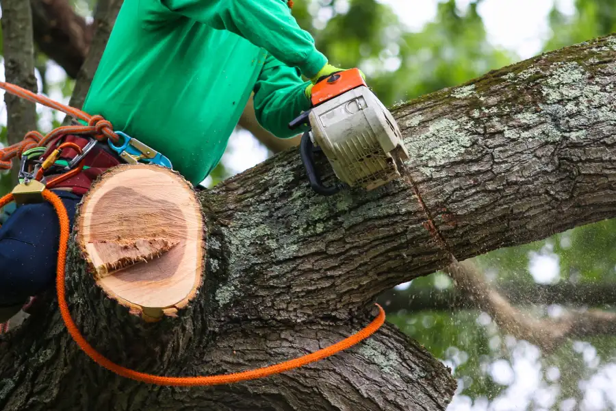Reliable Tree Trimming Hayward CA Reliable Tree Trimming Hayward CA