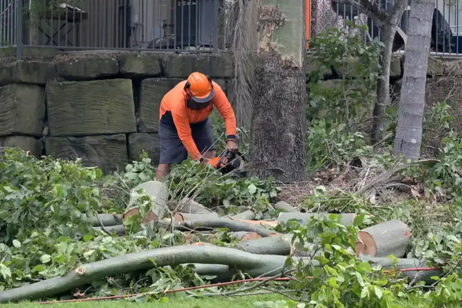 Reputable Tree Removal Services Hayward CA Reputable Tree Removal Services Hayward CA