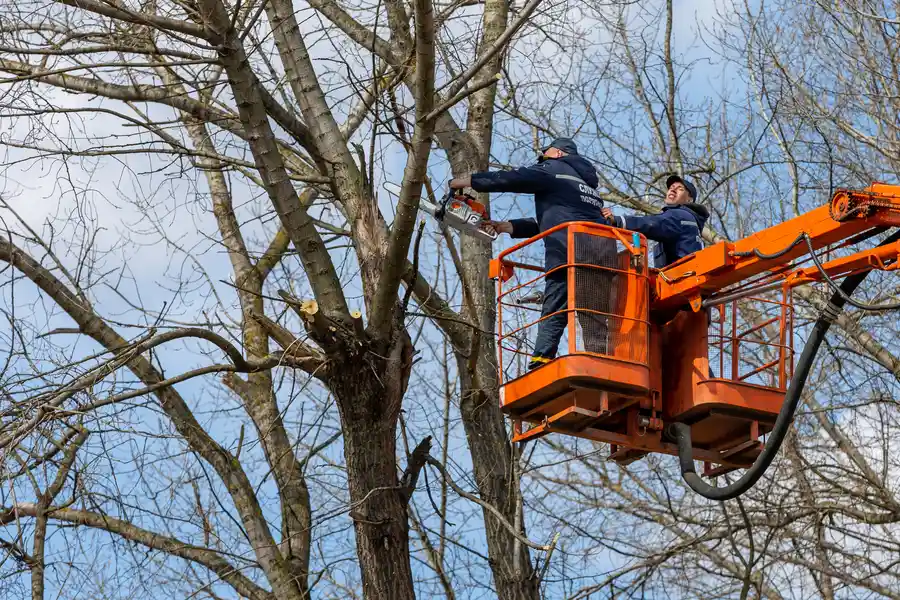 Superior Tree Removal Services Hayward CA Superior Tree Removal Services Hayward CA