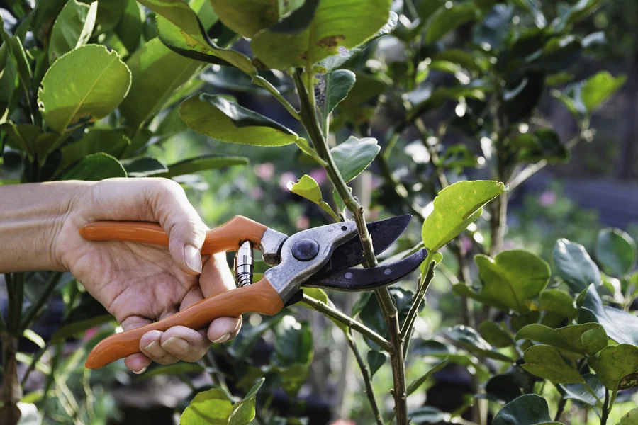 The Benefits Of Professional Tree Pruning Over Diy Methods Hayward CA The Benefits Of Professional Tree Pruning Over Diy Methods Hayward CA