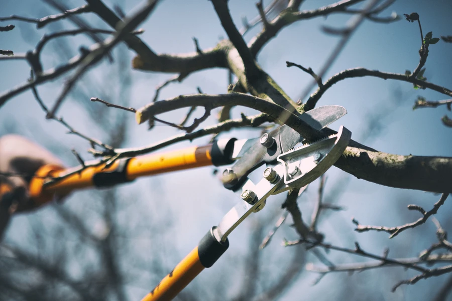 The Benefits Of Professional Tree Pruning Over Diy Methods in Hayward CA The Benefits Of Professional Tree Pruning Over Diy Methods in Hayward CA
