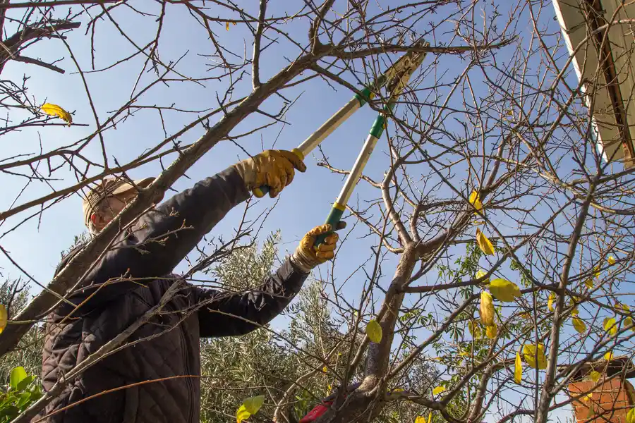 The Benefits Of Regular Tree Trimming For Property Safety Hayward CA The Benefits Of Regular Tree Trimming For Property Safety Hayward CA
