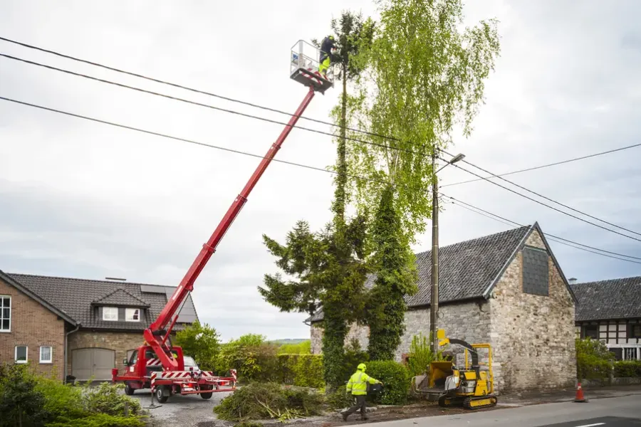 The Benefits Of Regular Tree Trimming For Property Safety in Hayward CA The Benefits Of Regular Tree Trimming For Property Safety in Hayward CA