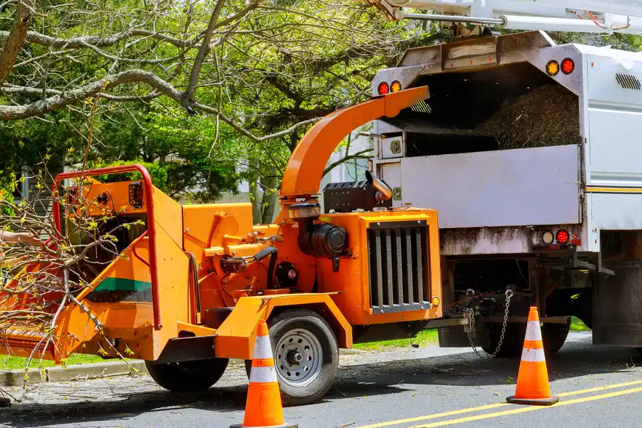 The Process Of Safe And Efficient Tree Removal Services Hayward CA The Process Of Safe And Efficient Tree Removal Services Hayward CA
