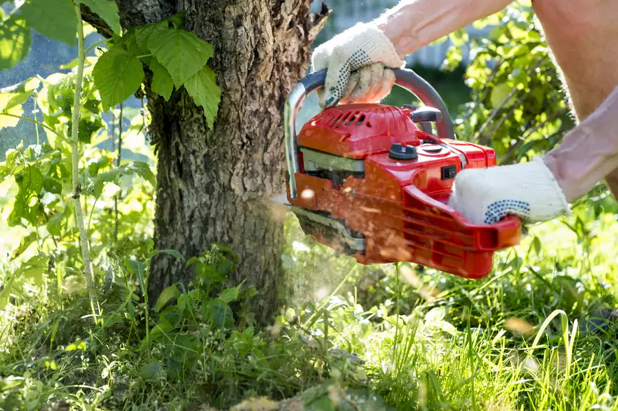 The Process Of Safe And Efficient Tree Removal Services in Hayward CA The Process Of Safe And Efficient Tree Removal Services in Hayward CA