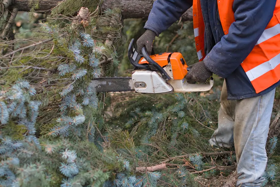 Top-rated Tree Removal Services Hayward CA Top-rated Tree Removal Services Hayward CA