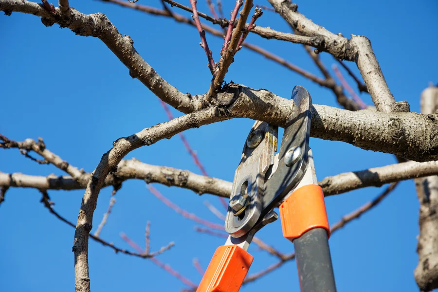 When To Prune Your Trees For Optimal Growth And Longevity Hayward CA When To Prune Your Trees For Optimal Growth And Longevity Hayward CA