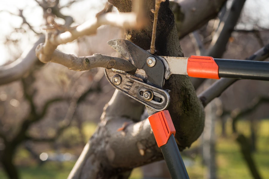 When To Prune Your Trees For Optimal Growth And Longevity in Hayward CA When To Prune Your Trees For Optimal Growth And Longevity in Hayward CA