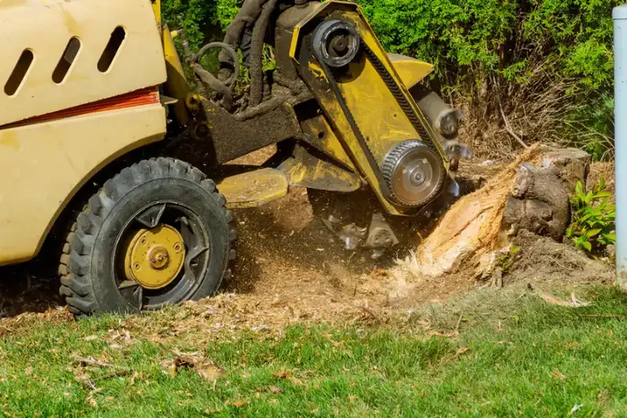 Why Stump Grinding Is Essential For Preventing New Growth Hayward CA Why Stump Grinding Is Essential For Preventing New Growth Hayward CA