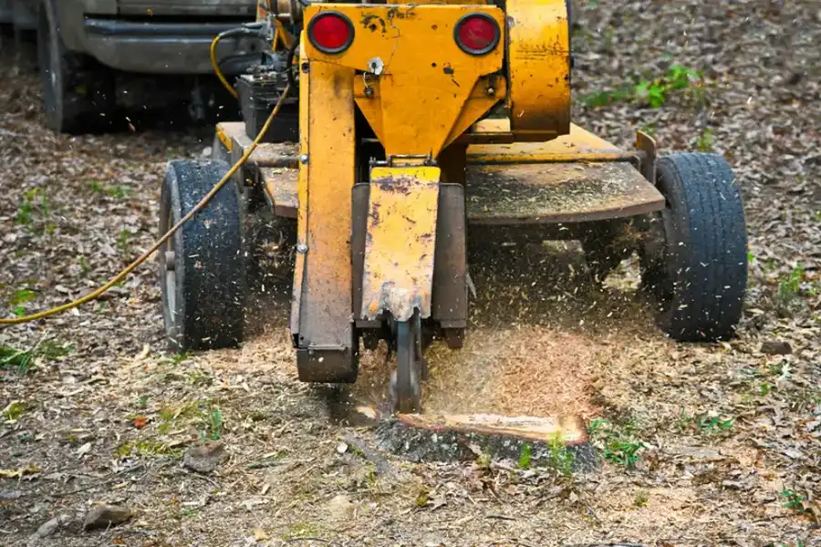 Why Stump Grinding Is Essential For Preventing New Growth in Hayward CA Why Stump Grinding Is Essential For Preventing New Growth in Hayward CA