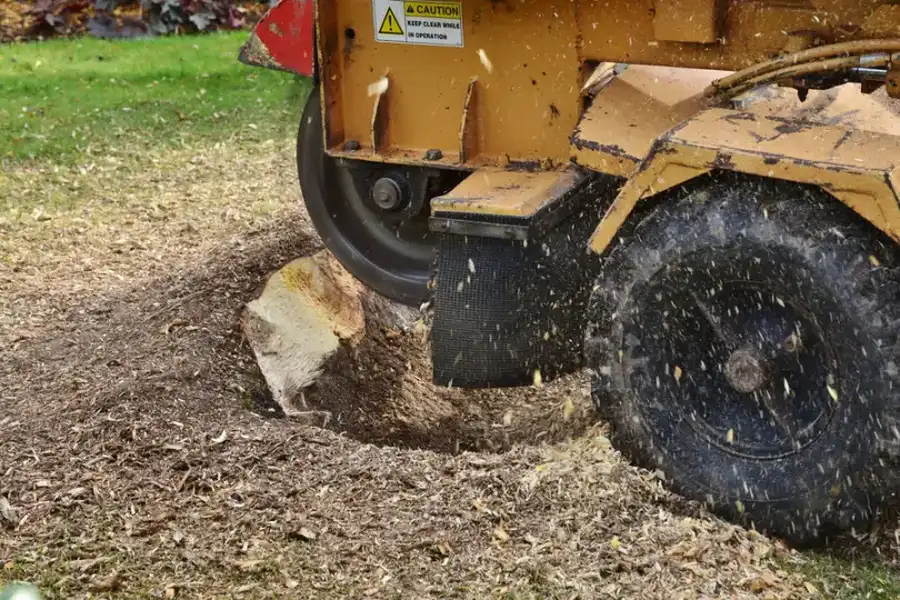 Why You Should Consider Stump Grinding After Tree Removal in Hayward CA Why You Should Consider Stump Grinding After Tree Removal in Hayward CA